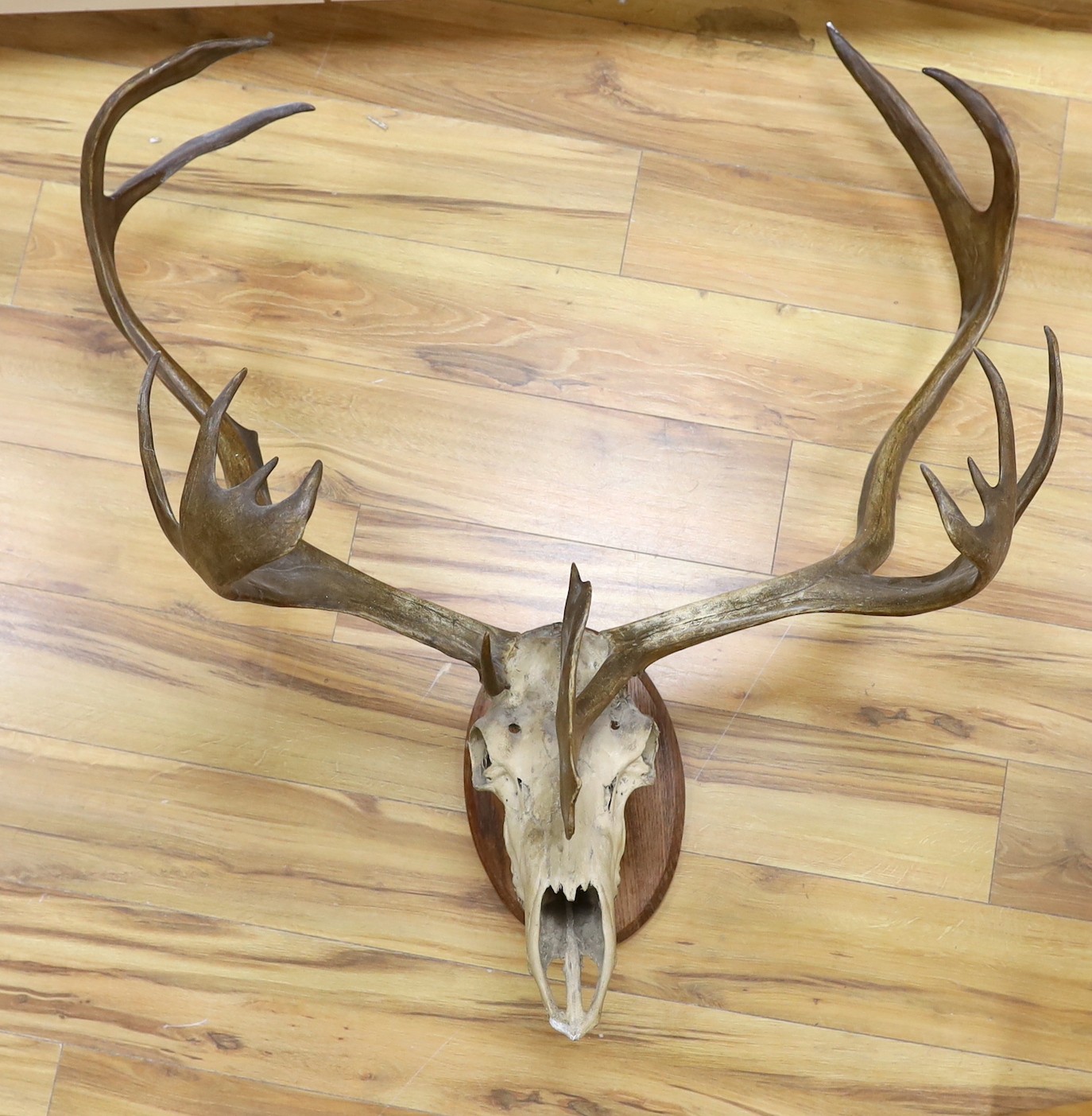 A large mounted Red Deer stag antlers on a skull and oak wall mount, antlers 99 cm wide